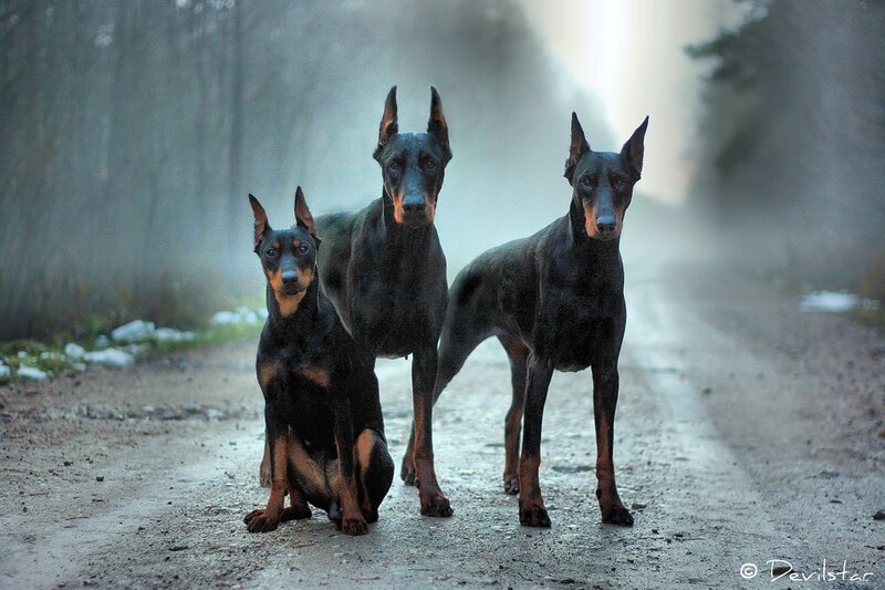Three Doberman Dogs