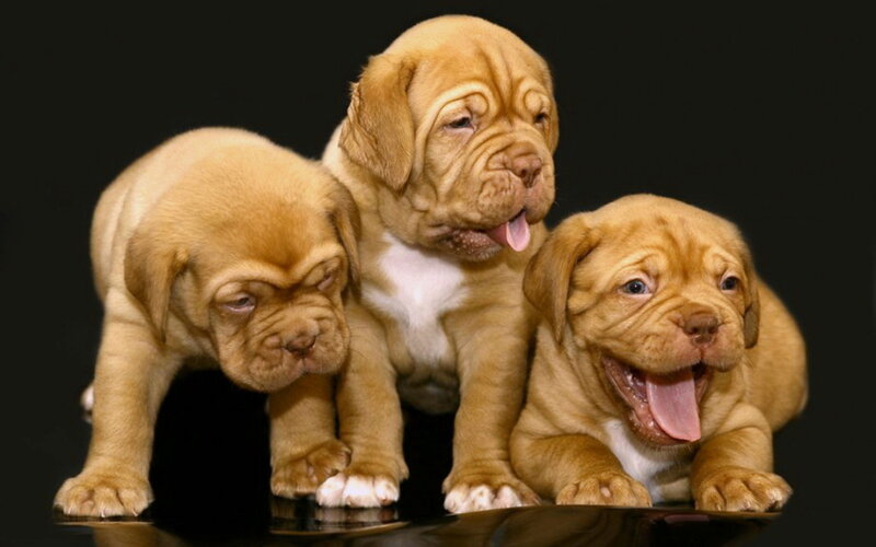 Three Doge Puppies — Brown, Playful