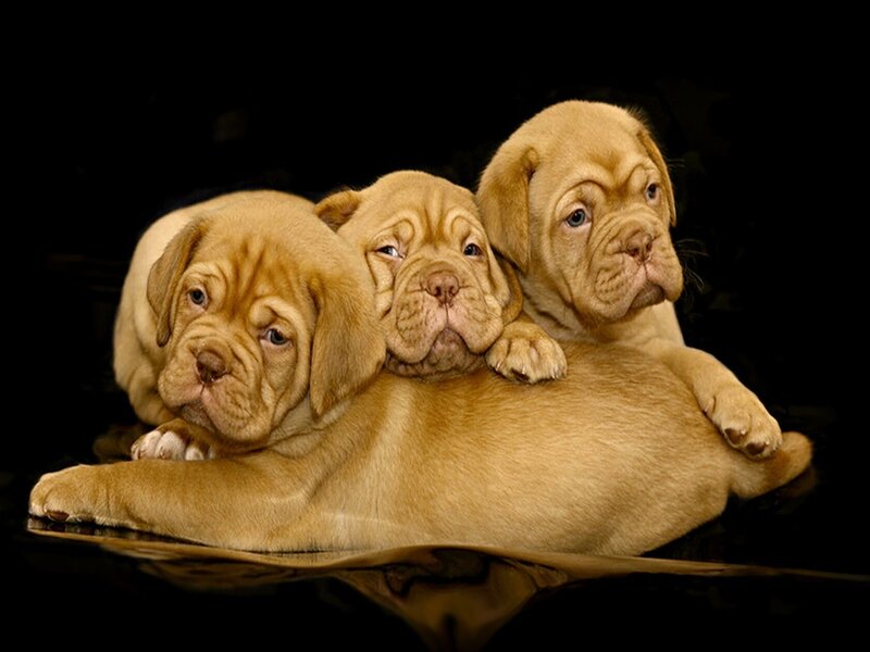 Three Doge Puppies