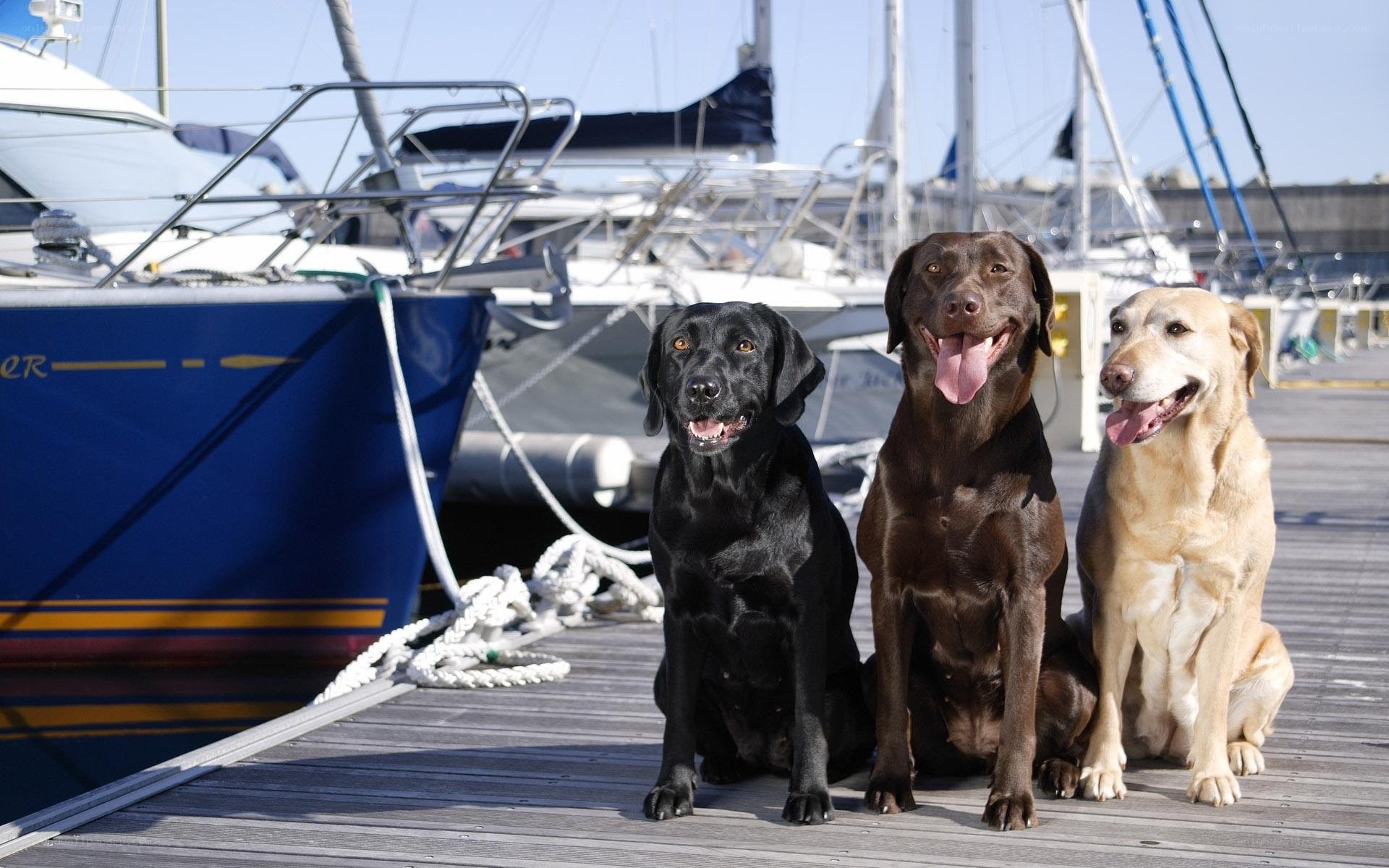 Three dogs at a marina