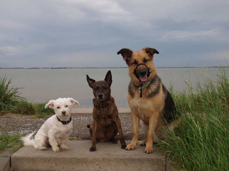 Three dogs by the water