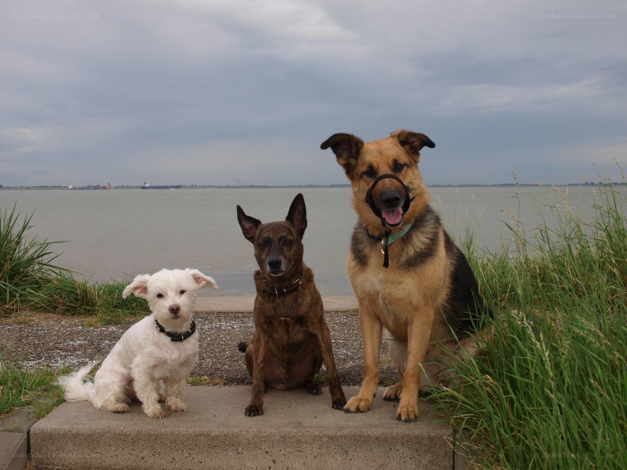 Three dogs by the water