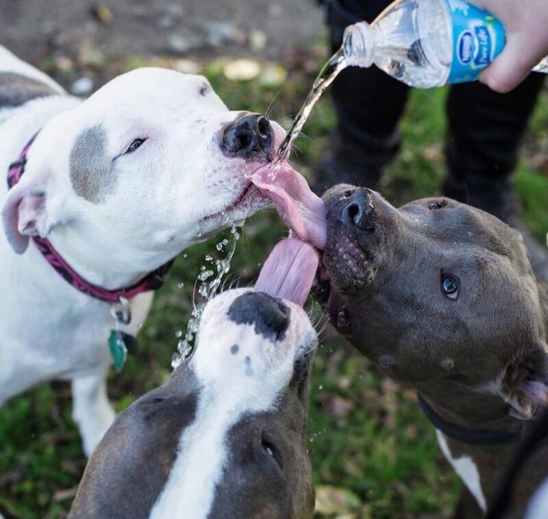 Three Dogs Drinking Water