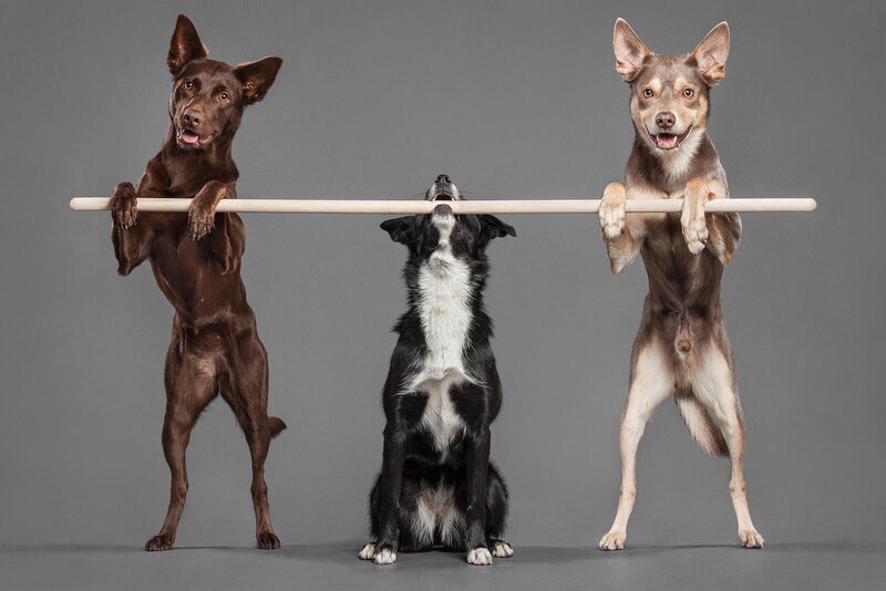 Three Dogs Holding Pole