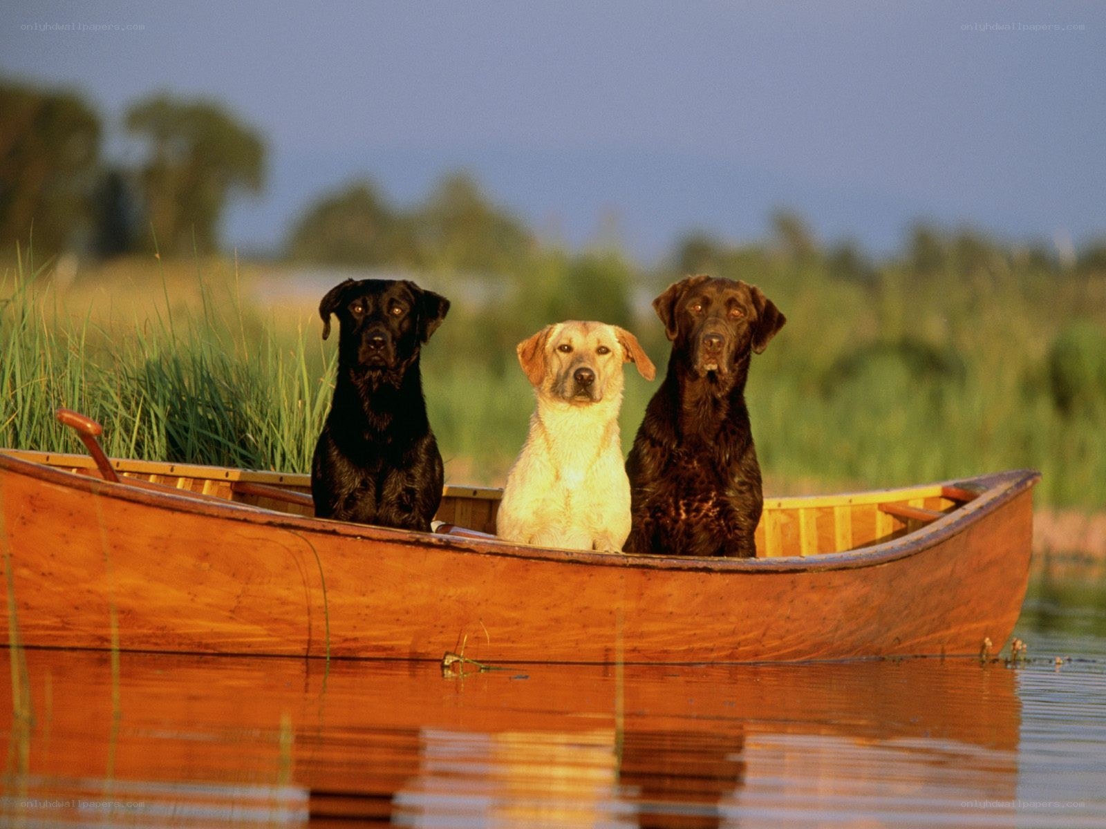 Three dogs in a canoe