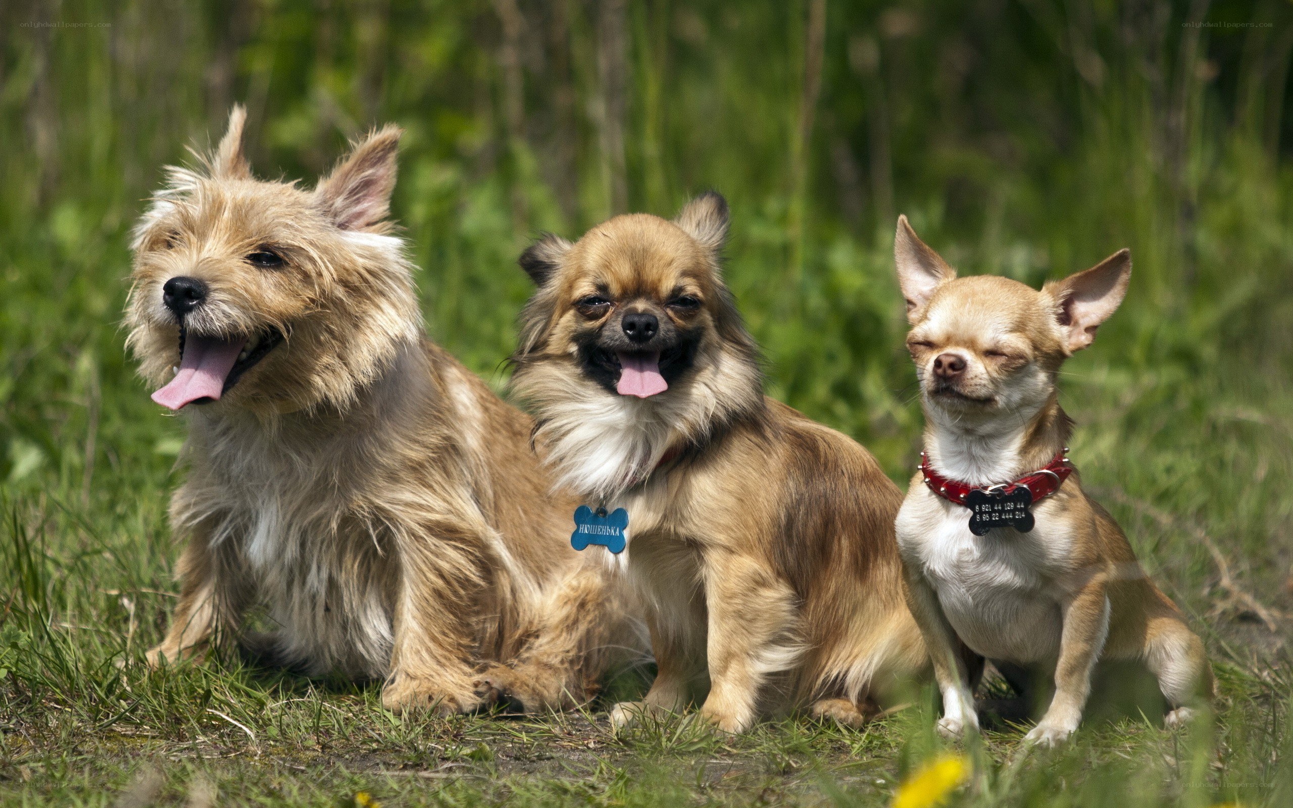 three dogs in a field