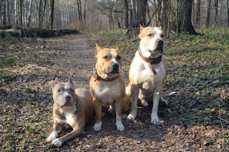 Three dogs in a forest