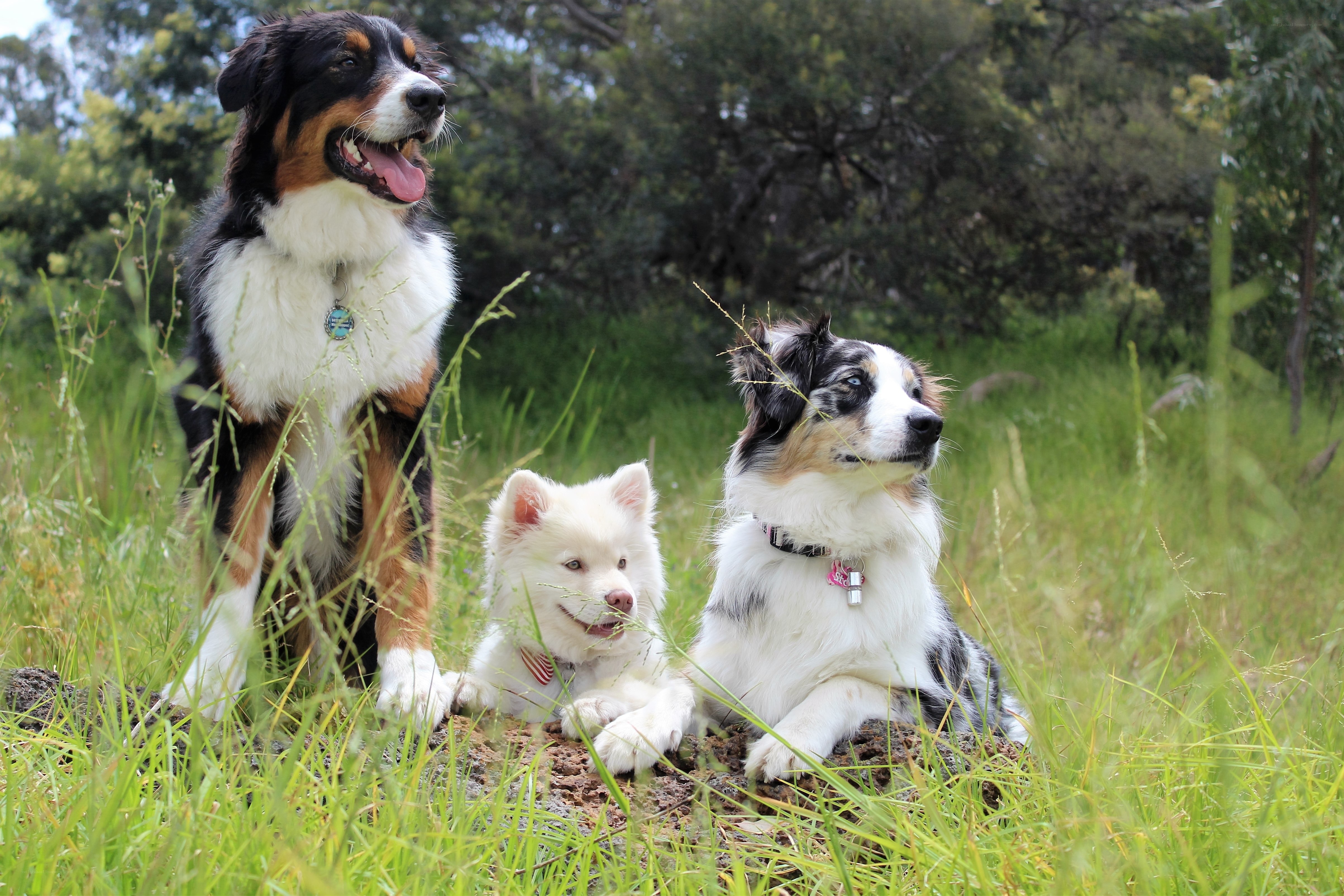 Three dogs in a grassy field