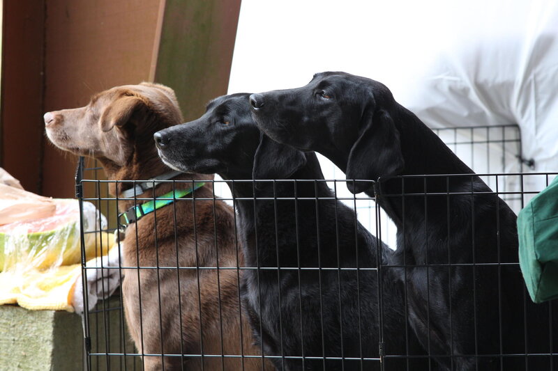 Three Dogs in a Pen