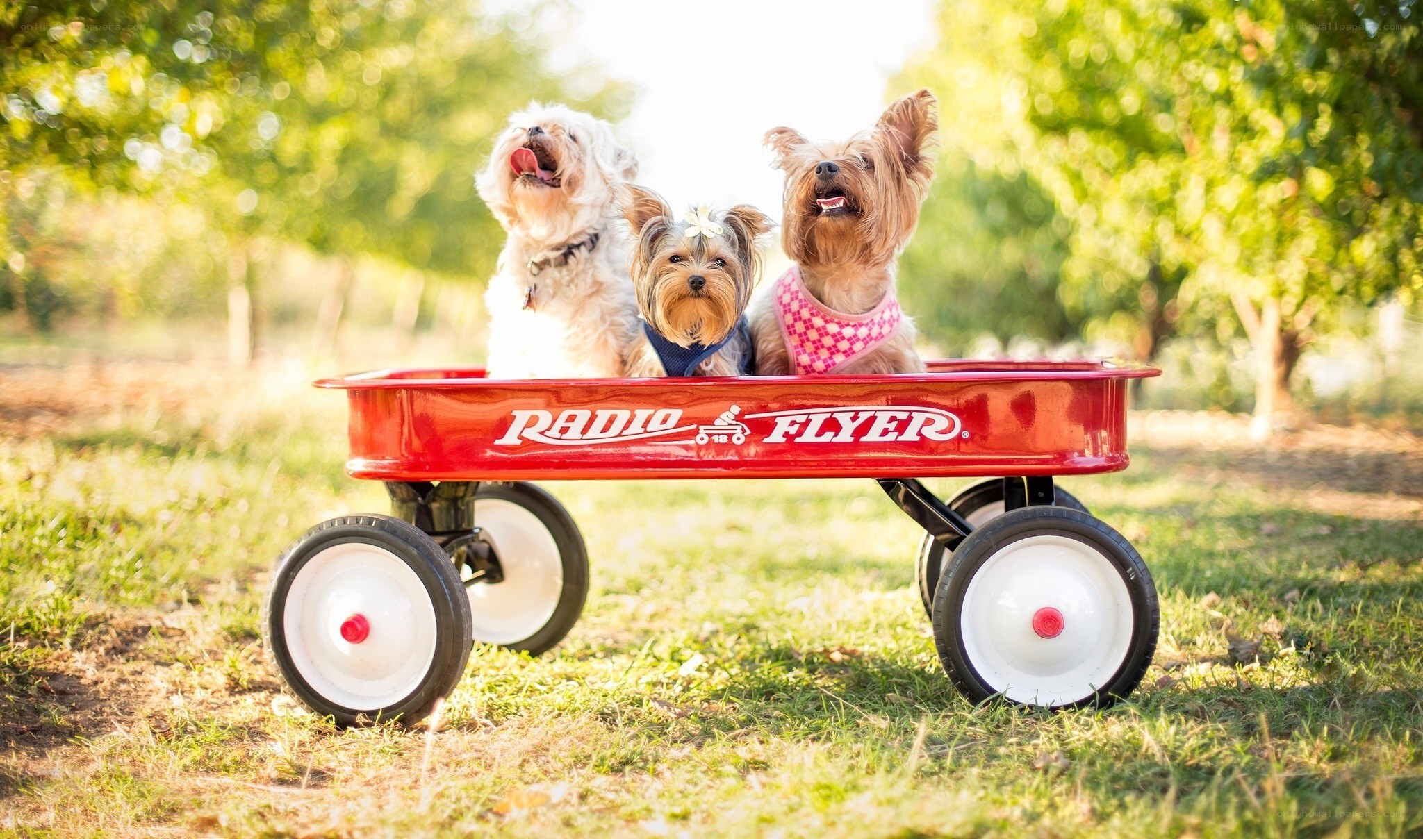 three dogs in a red wagon