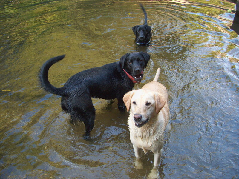Three dogs in a stream