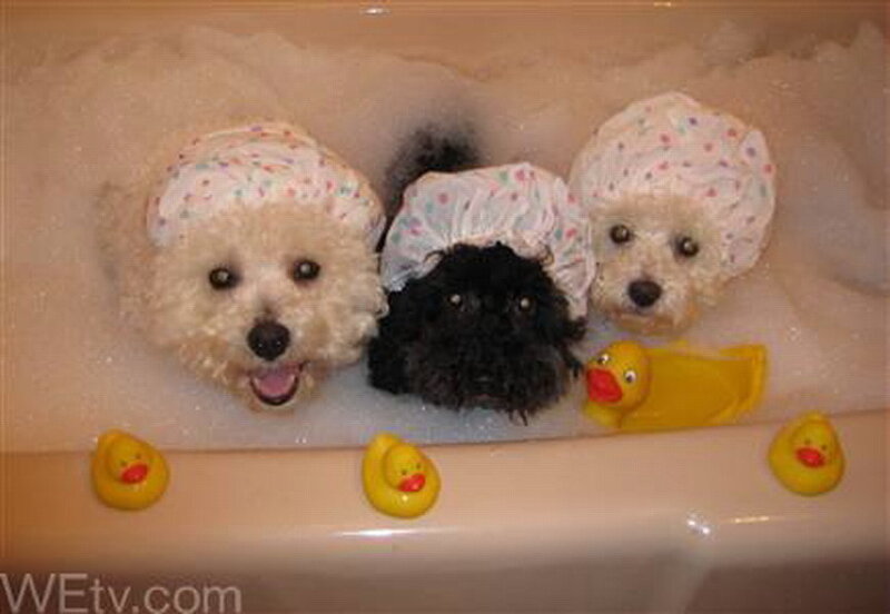 Three Dogs in Bathtub