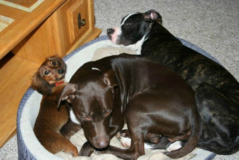 Three Dogs in Bed