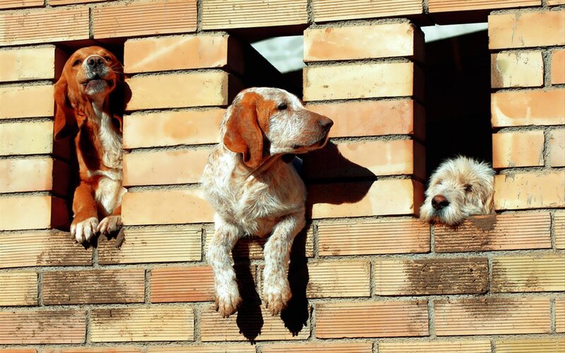 Three Dogs in Brick Wall
