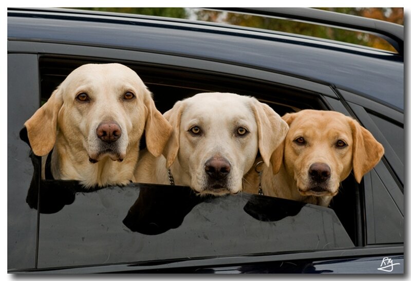 three dogs in car window