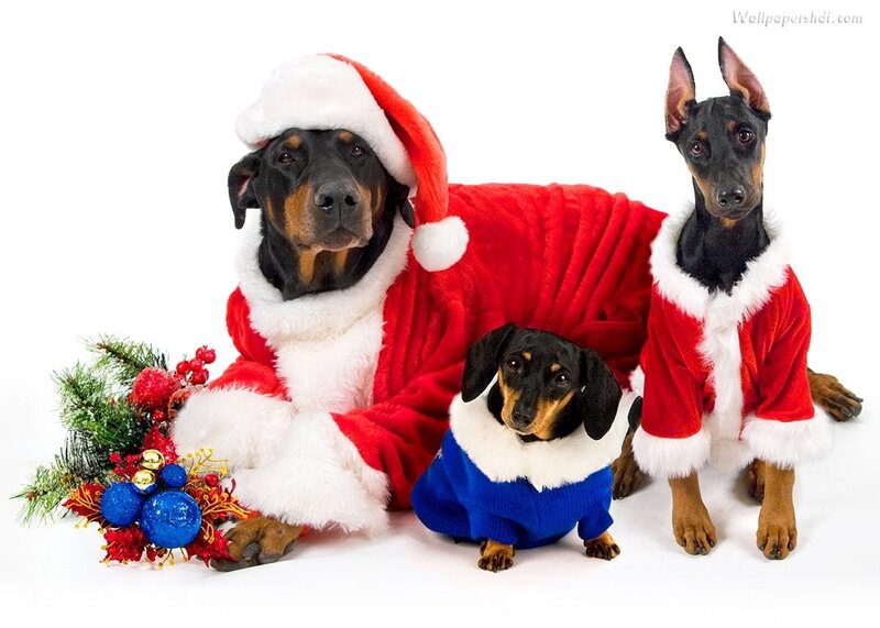 Three Dogs in Costumes