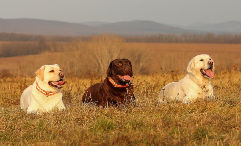 Three Dogs in Field — Brown