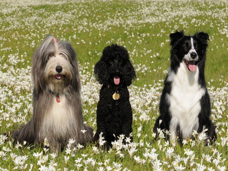 Three Dogs in Field