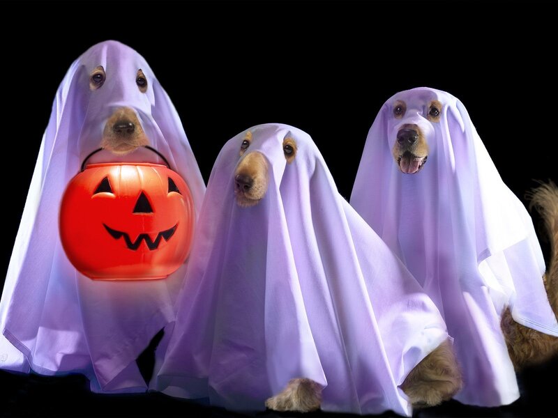 Three Dogs in Ghost Costumes