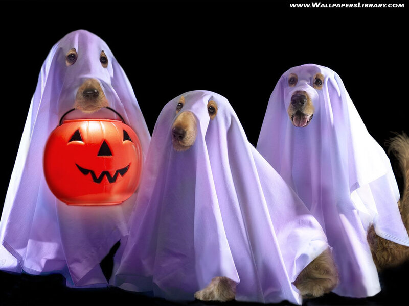 Three Dogs in Ghost Costumes — White, Playful