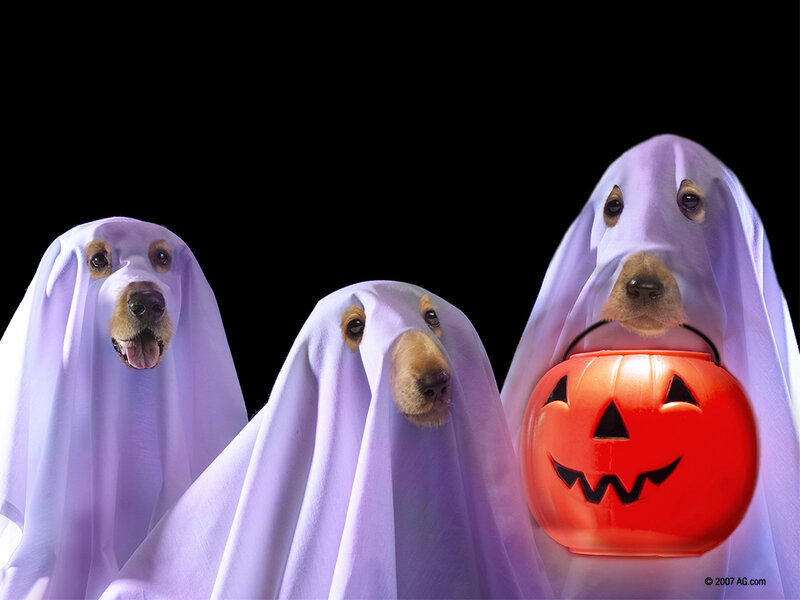 Three Dogs in Ghost Costumes — White