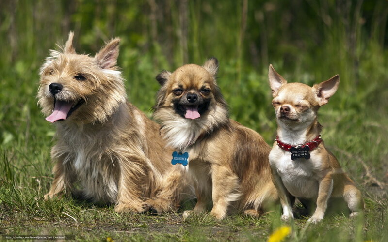Three Dogs in Grass