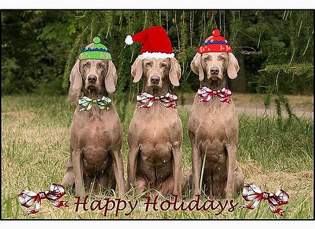 Three dogs in holiday hats