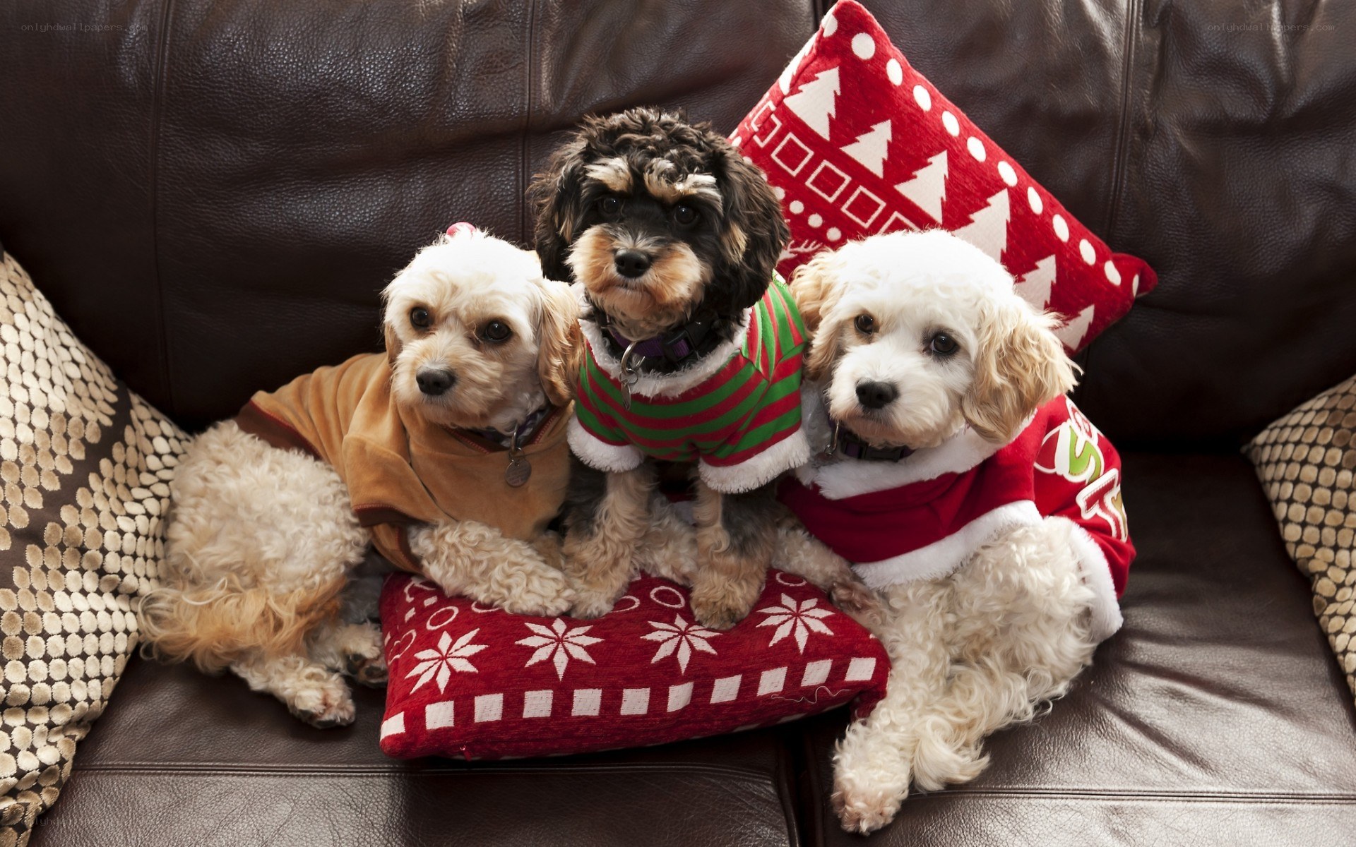 Three dogs in holiday sweaters