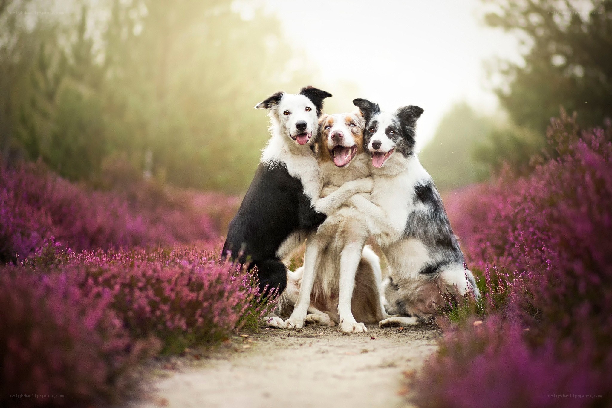 Three dogs in purple flowers