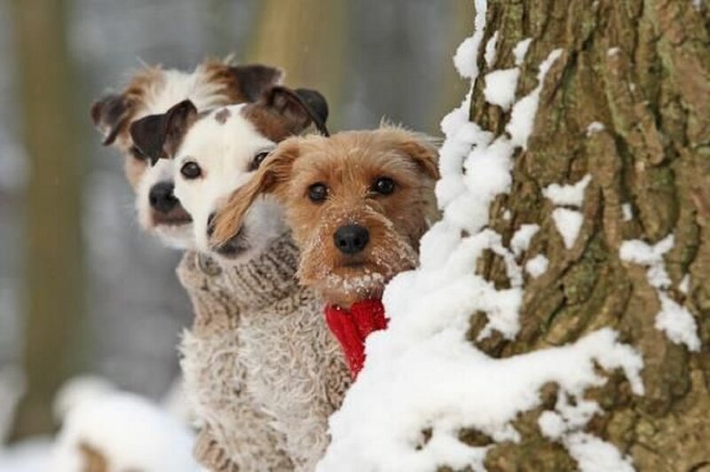 Three Dogs in Snow — Brown