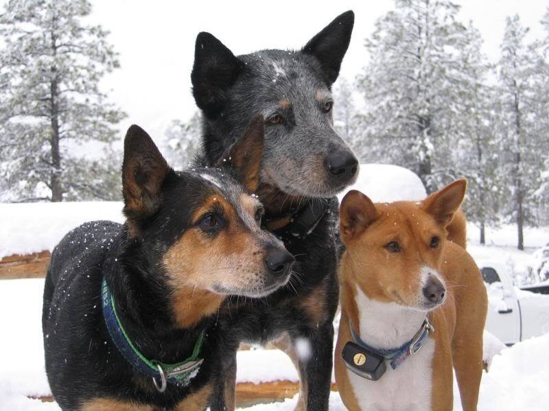 Three Dogs in Snow