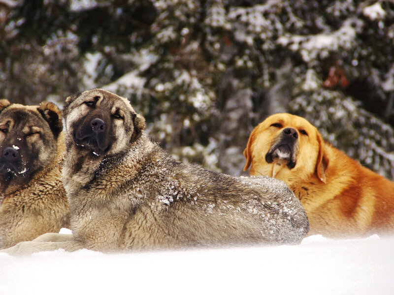 Three Dogs in Snow — White, Calm