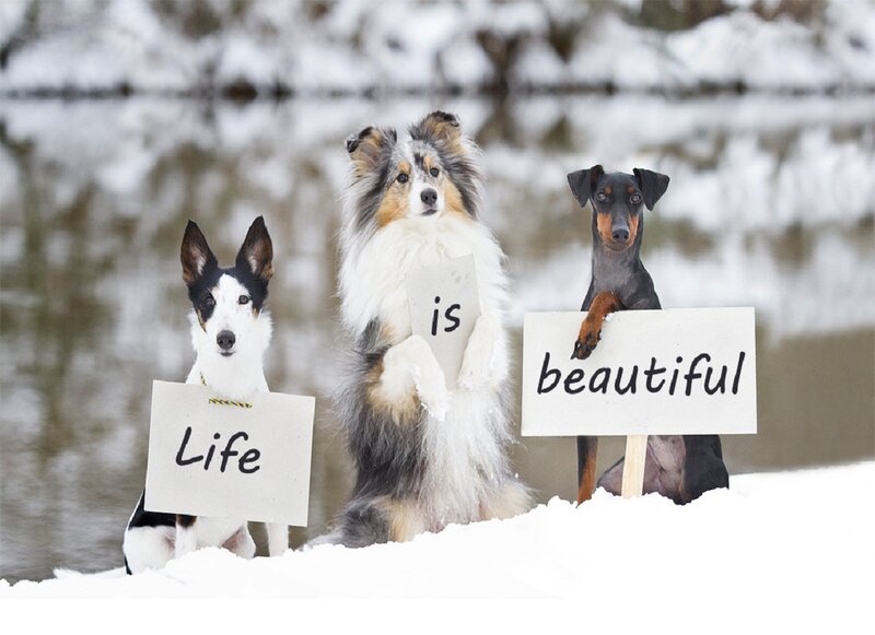 Three Dogs in Snow — White, Calm, Winter, Photograph