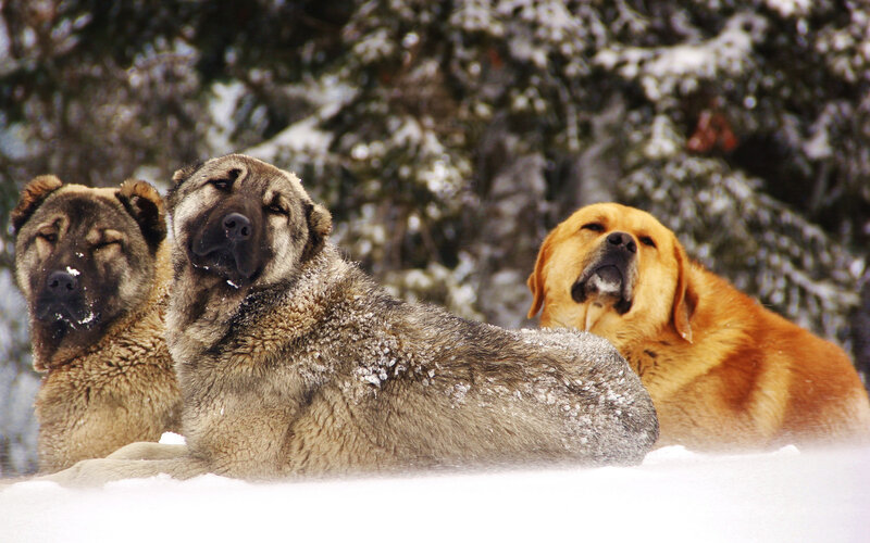 Three Dogs in Snow — White, Calm, Winter