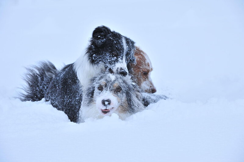 Three Dogs in Snow — White, Playful