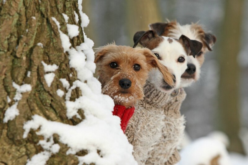 Three Dogs in Snow — White