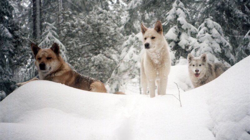 Three dogs in snowy forest
