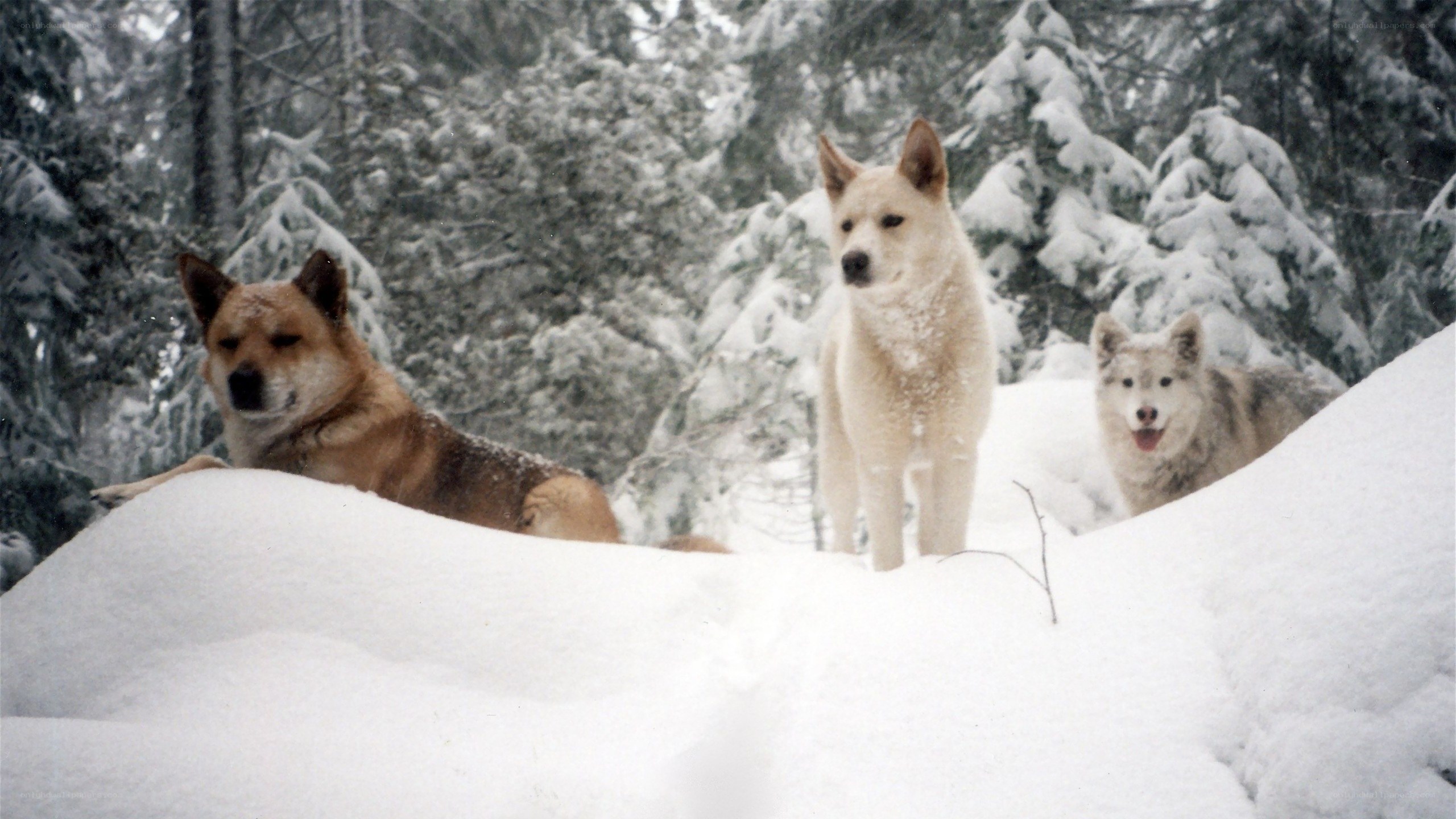 Three dogs in snowy forest