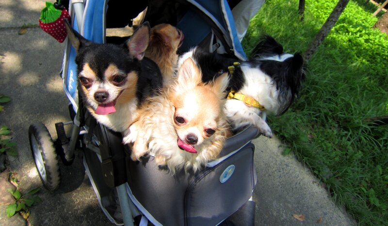 Three Dogs in Stroller