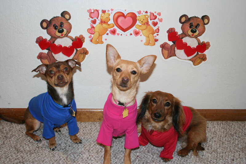 Three Dogs in Sweaters — Brown