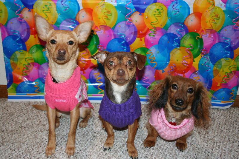 Three Dogs in Sweaters