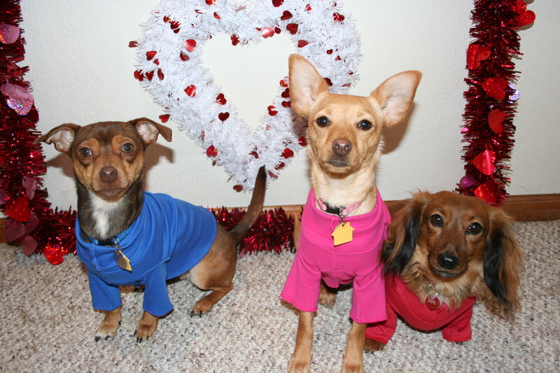 Three Dogs in Sweaters — White