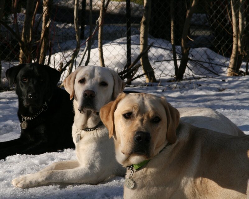Three dogs in the snow