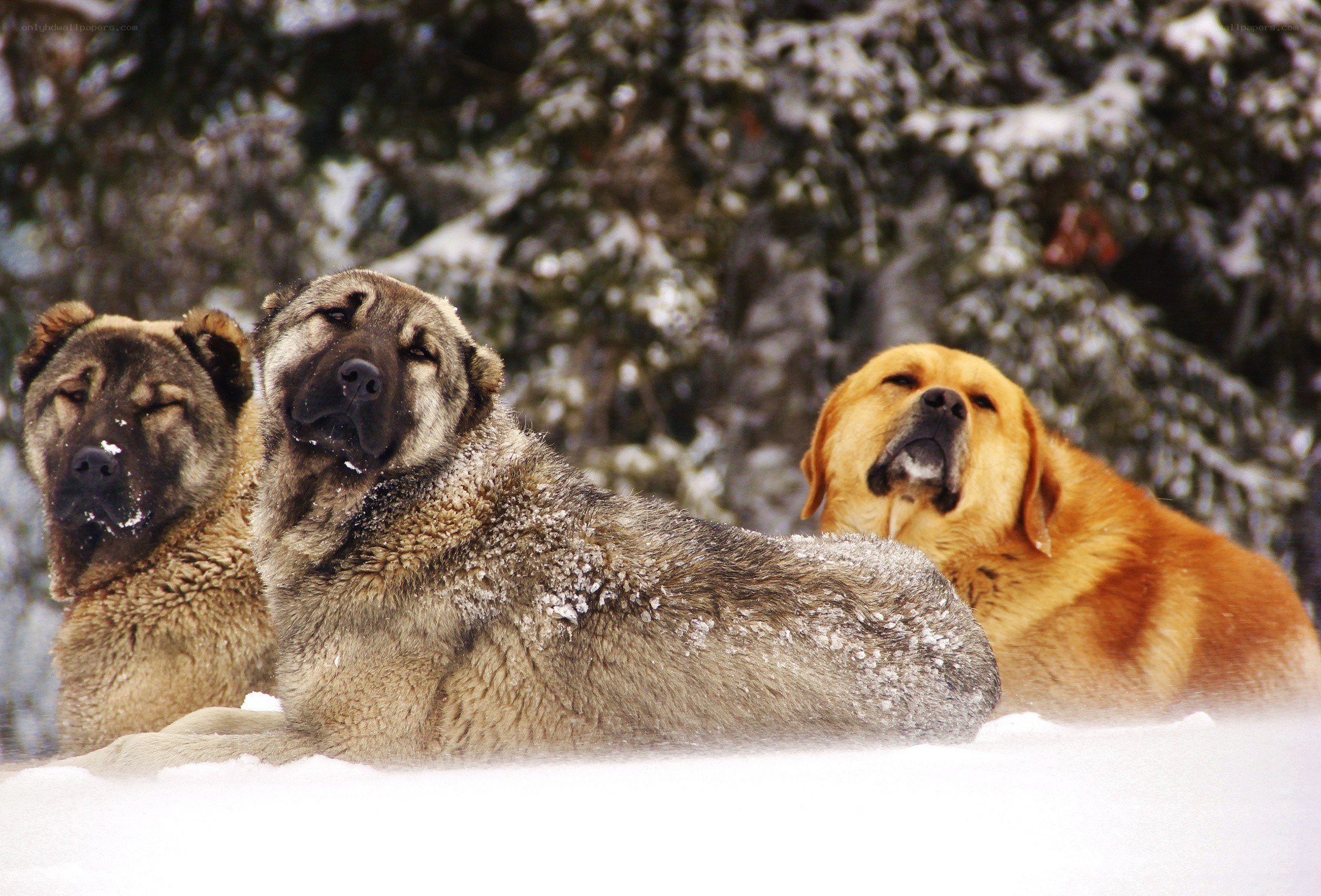three dogs in the snow