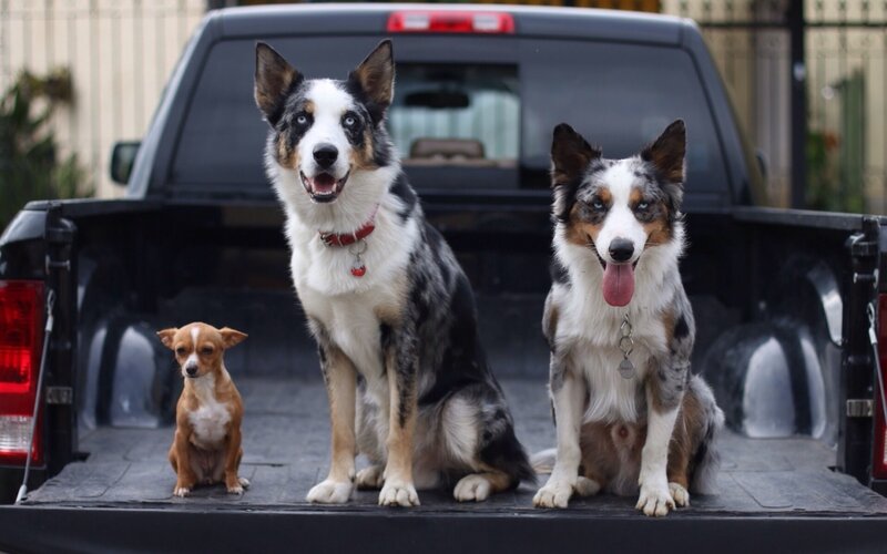 Three Dogs in Truck Bed