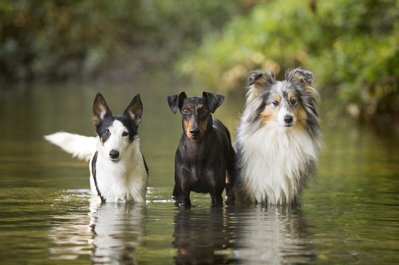 Three Dogs in Water