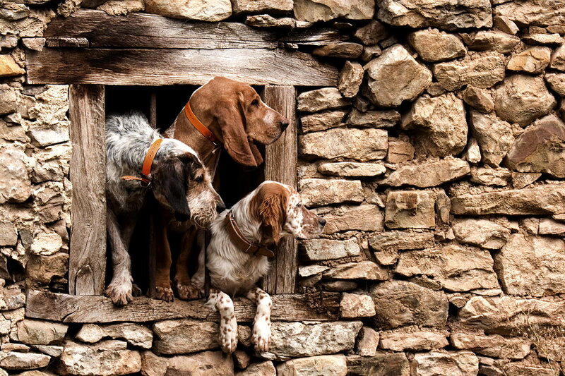 Three Dogs in Window