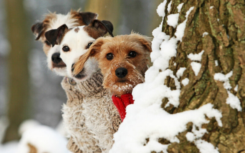Three Dogs in Winter