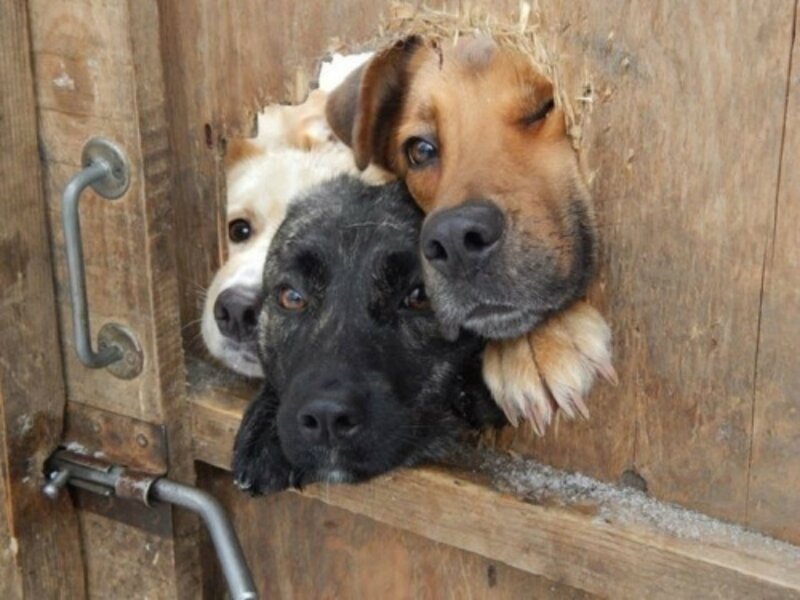 Three Dogs in Wooden Door