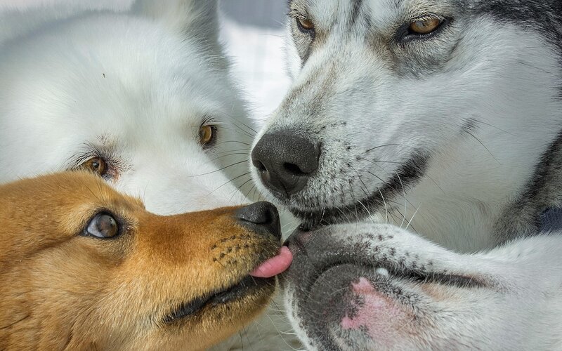three dogs interacting closely